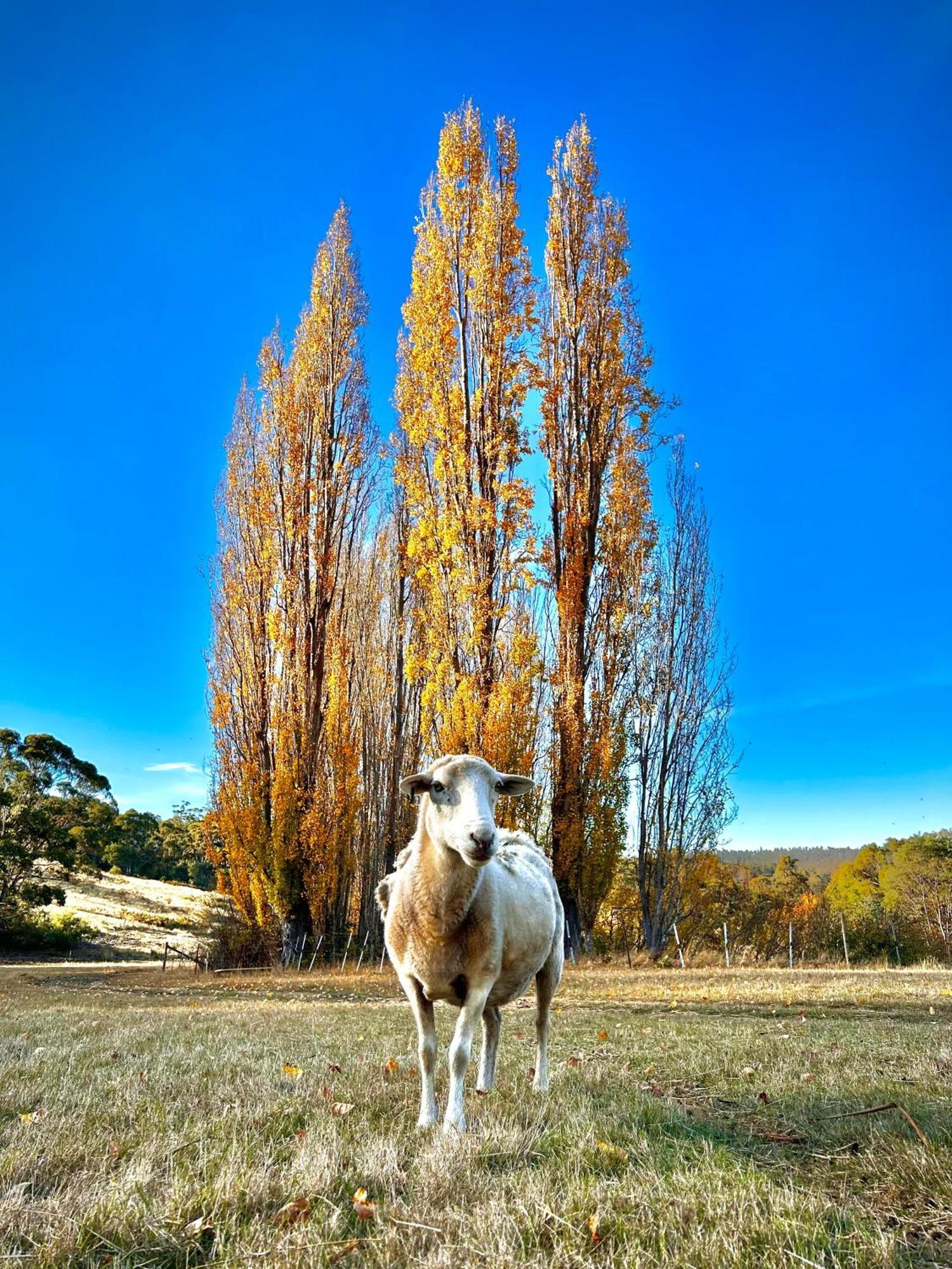 Hamlet Downs Country Accommodation Fentonbury Exterior photo